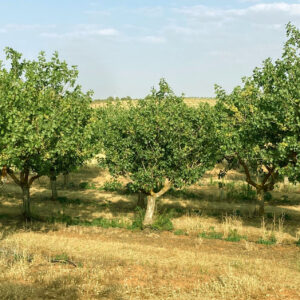 Fertirrigation of our pistachio trees