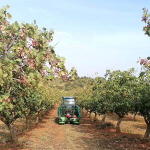 Quality and quantity. Pistachio Harvest 2022.