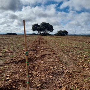 El Bisabuelo Eladio launches a new organic pistachio plantation