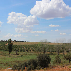 Strengthening Pistachio and Almond Trees After the 2024 Harvest: Preparing for the 2025 Crop