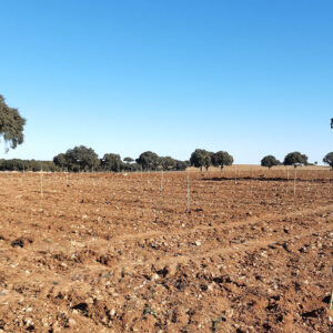 New plantation of 40 hectares. Loma Pajarera is committed to maintaining its position among the largest pistachio farms