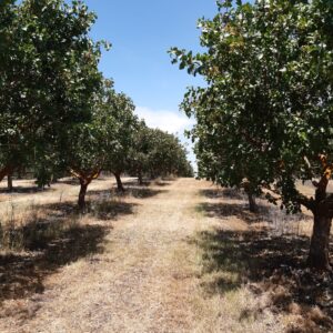 La culture du pistachier à La Loma : les clés d’une récolte durable et productive
