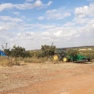 La campaña de pistacho se adelanta en Loma Pajarera y supera las expectativas